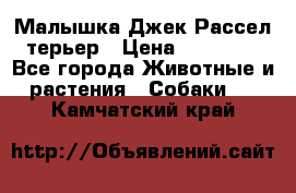 Малышка Джек Рассел терьер › Цена ­ 40 000 - Все города Животные и растения » Собаки   . Камчатский край